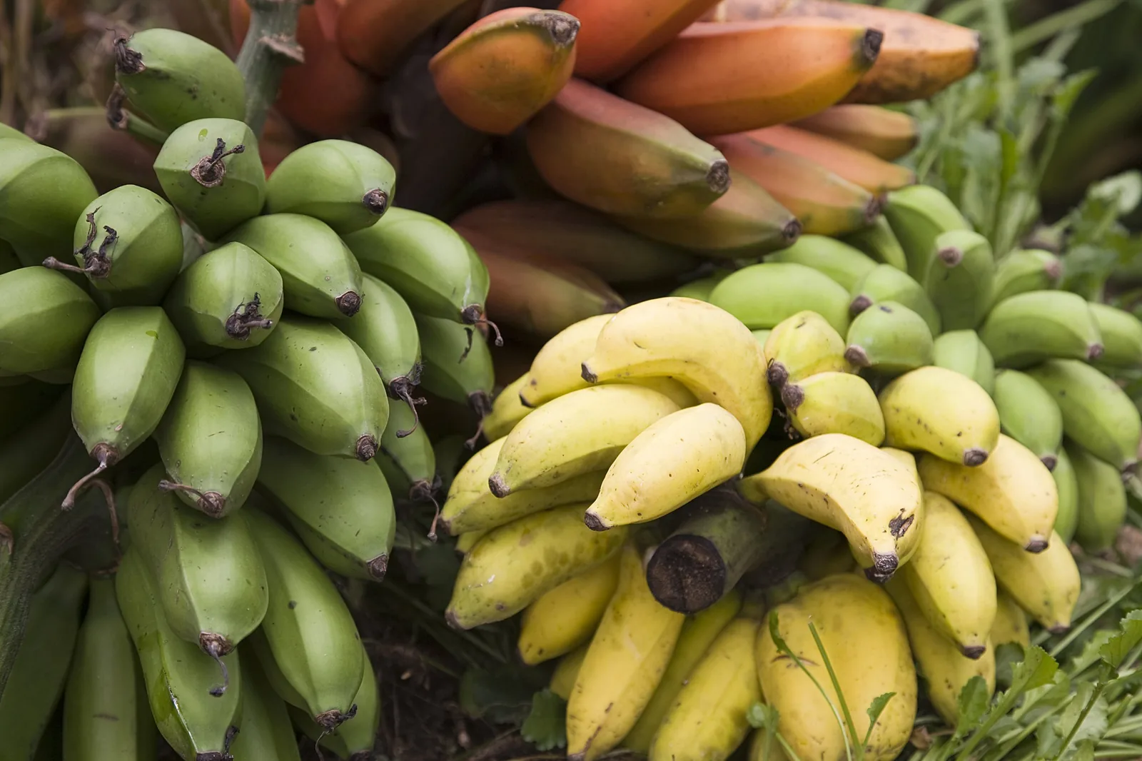 5 reasons why we planted bananas in our food forest