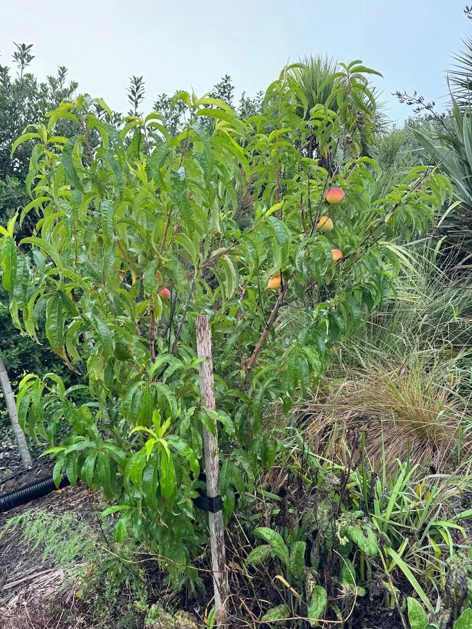 peach tree.JPG