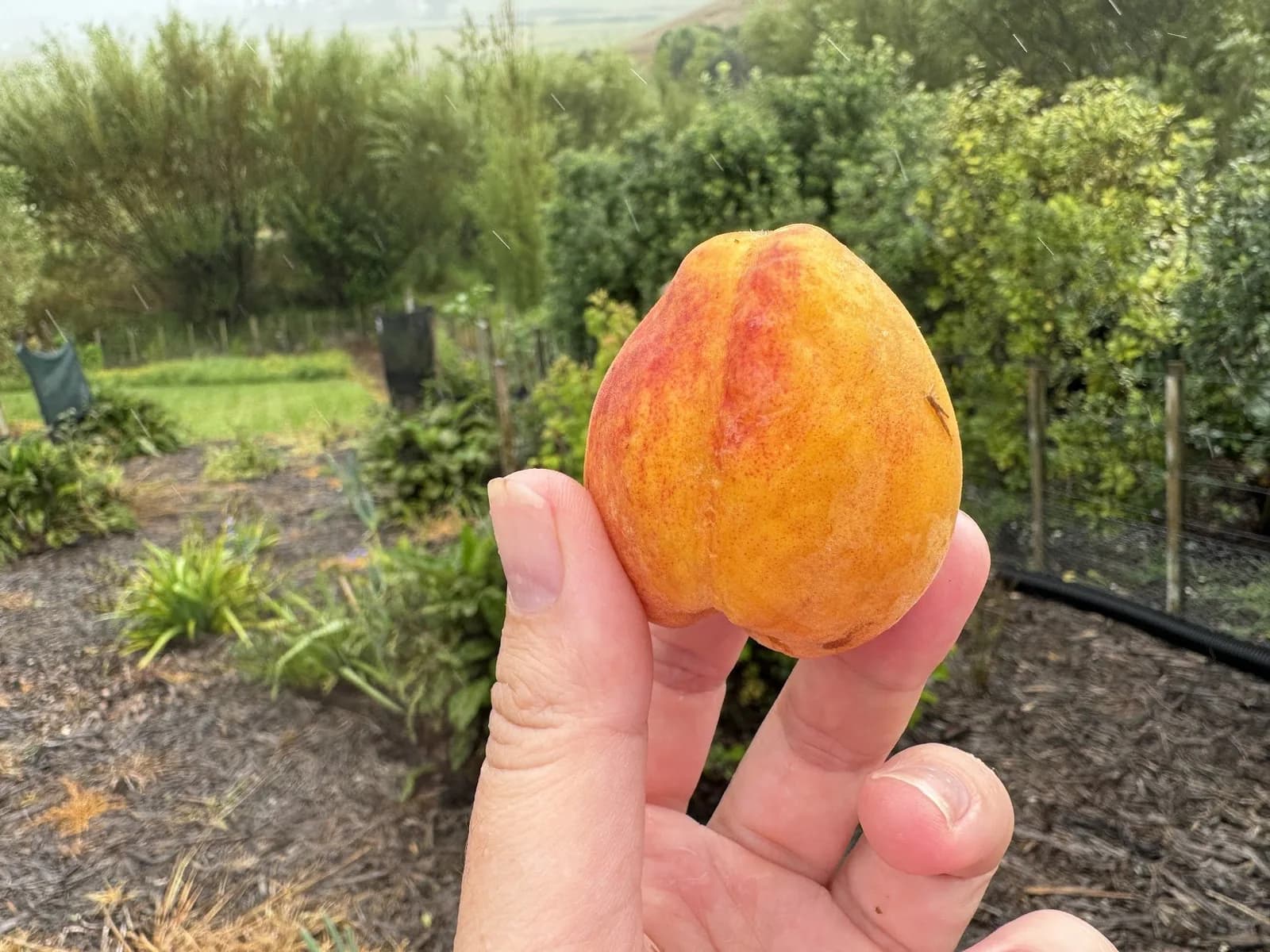 Garden to glass: Bellini with homegrown peaches