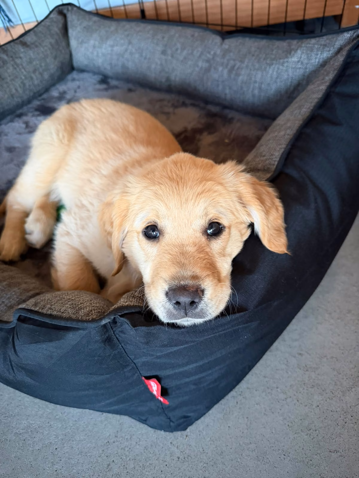 Luna as a golden retriever puppy, resting in her bed before the kennel build