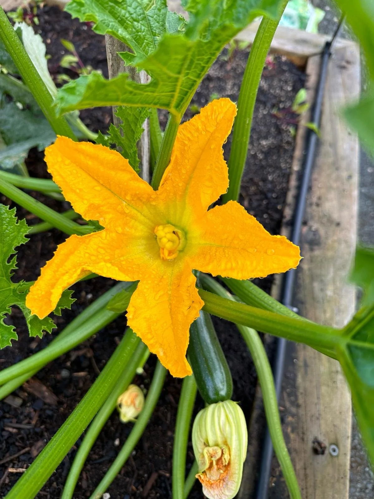 courgette flower and fruit.jpg
