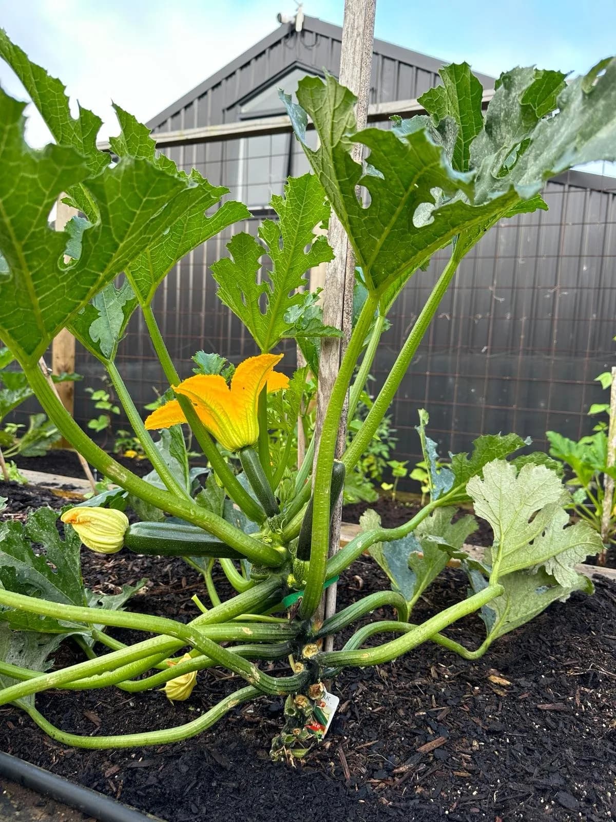 courgette staked close.jpg