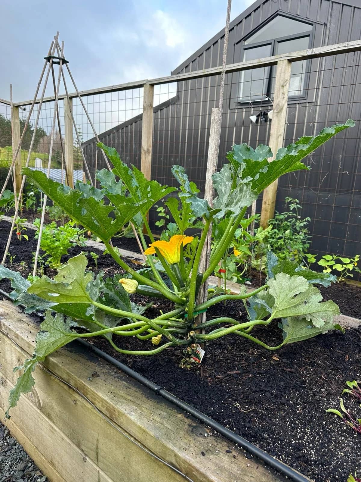 Courgette hack: From missed marrows to easy zucchinis