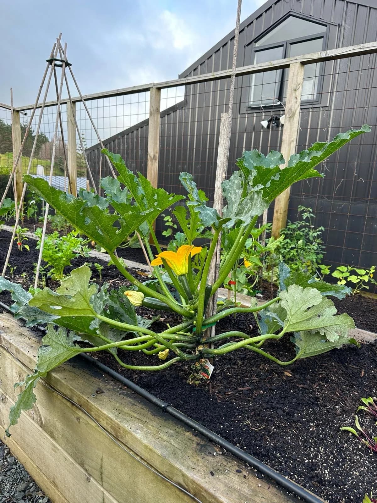 Courgette hack: From missed marrows to easy zucchinis
