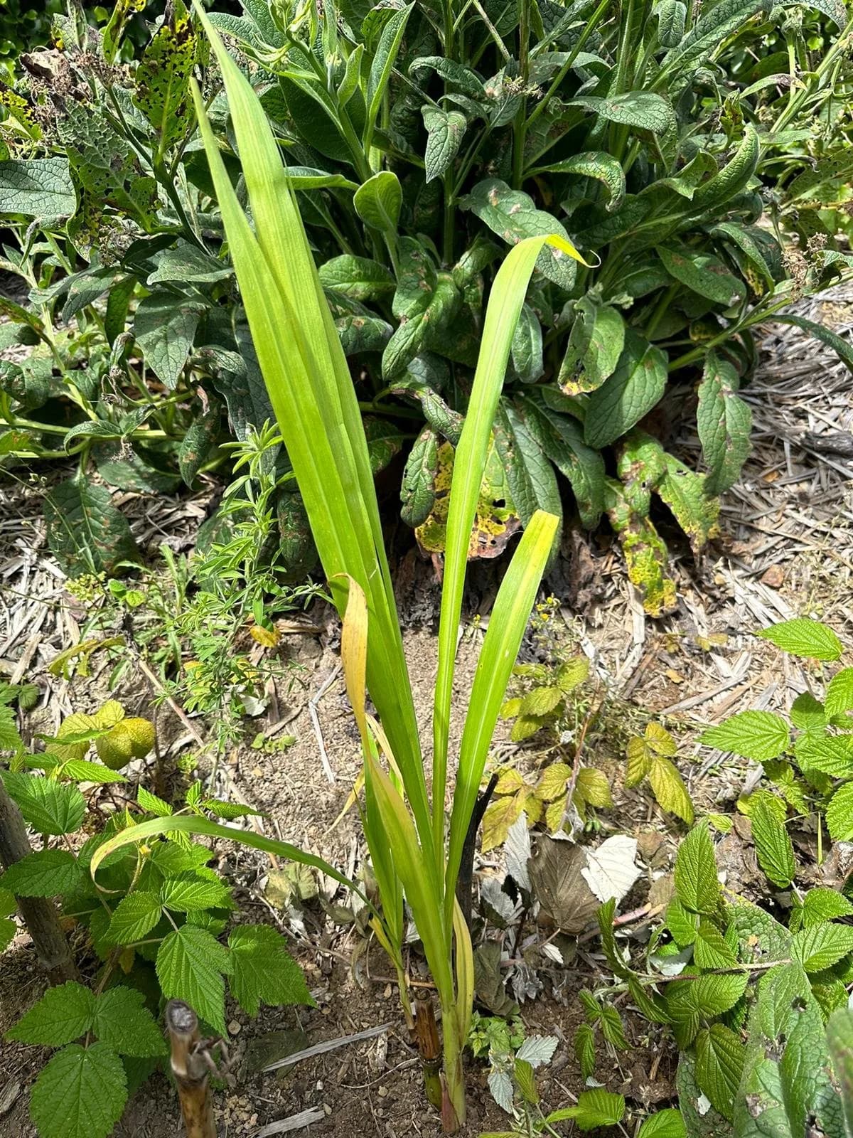 bana grass.jpg
