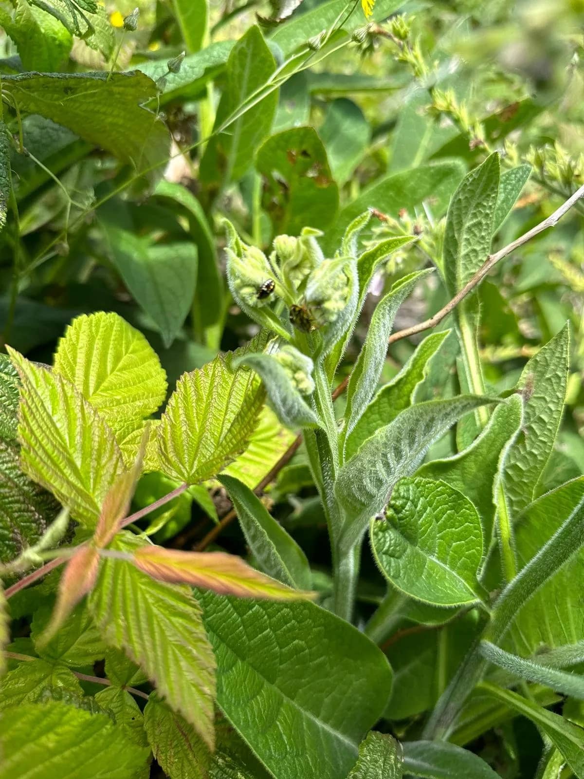 Why we're embracing the priciples of syntropic gardening