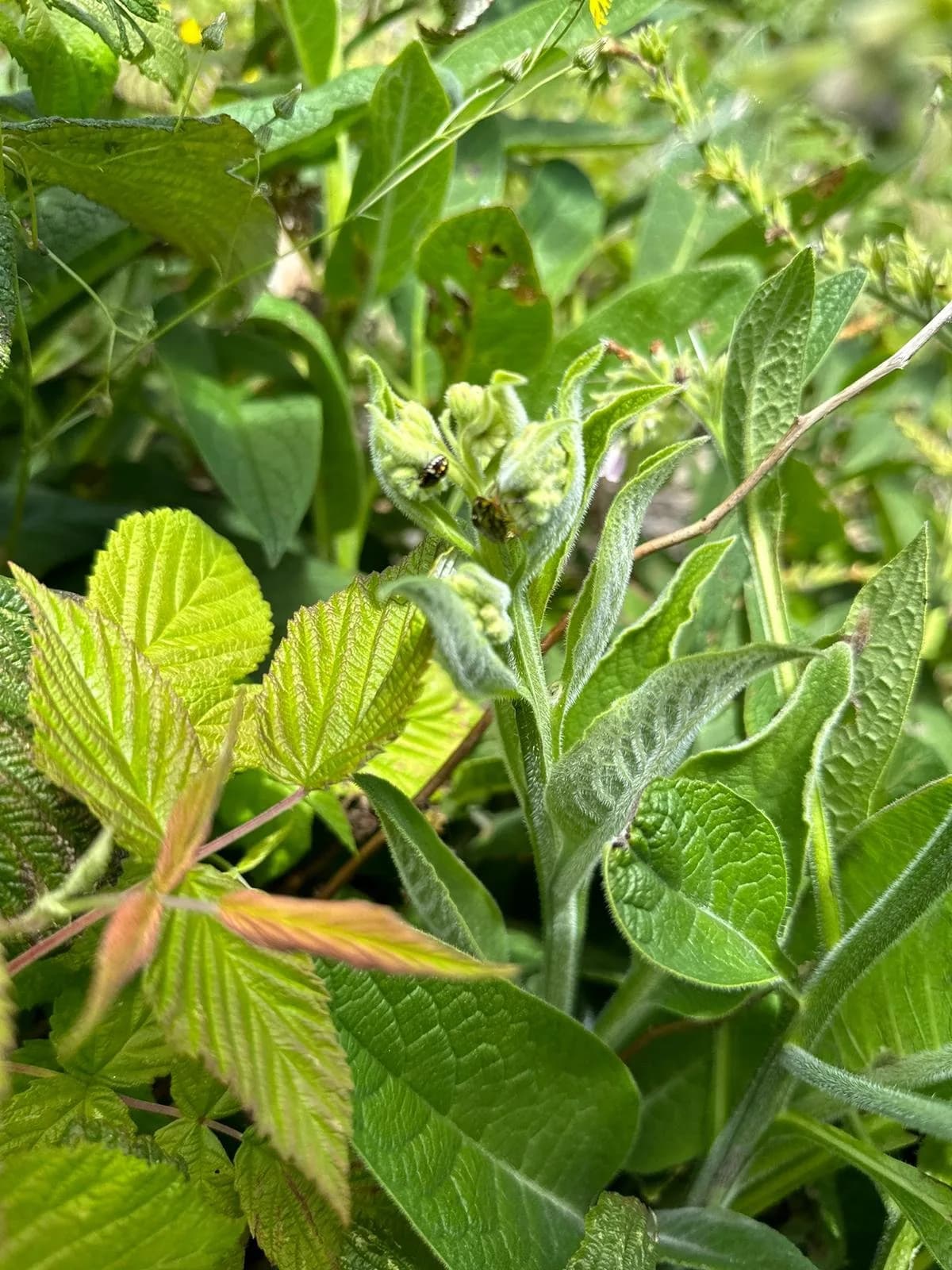 Why we're embracing the priciples of syntropic gardening