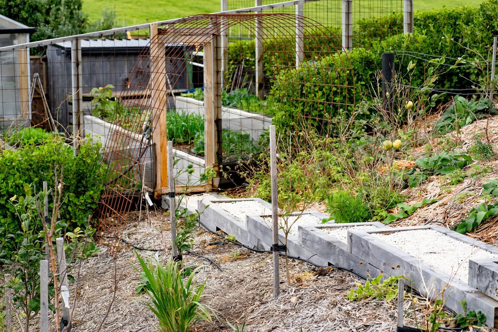 HiTech Hippies-garden path-002.jpg