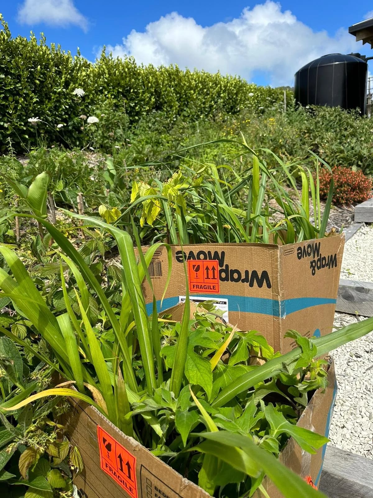 twin falls delivery.jpg