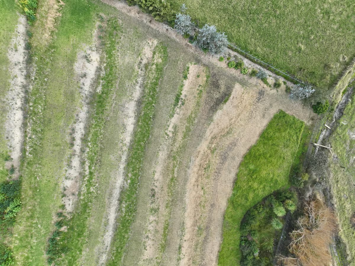 Top-down drone view showing planting lines and ground cover at Āhuru Mōwai