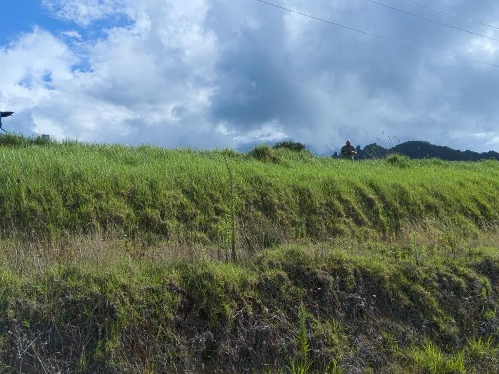kikuyu grass in 2018.jpg
