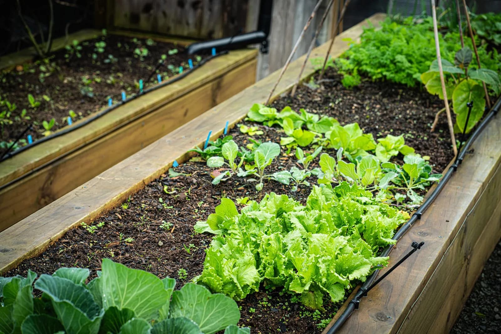 Growing our veggies instead of buying them