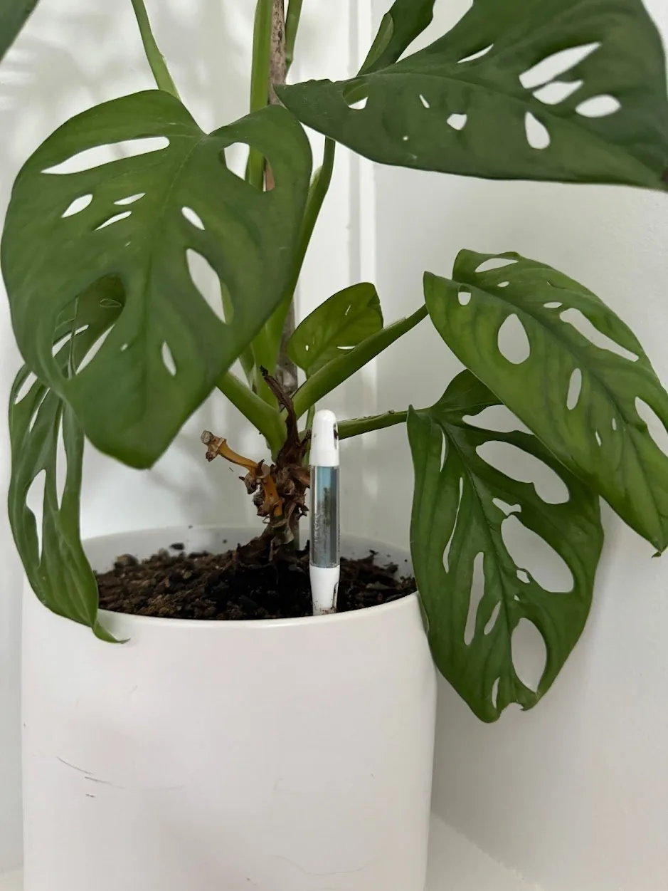 Our secret to keeping house plants alive