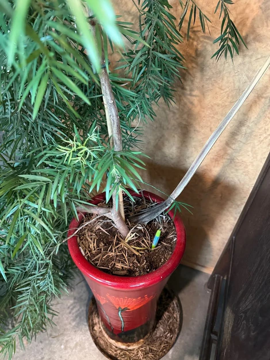 potted tree.JPG