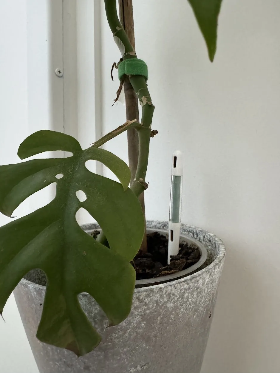 staked potted tree.JPG