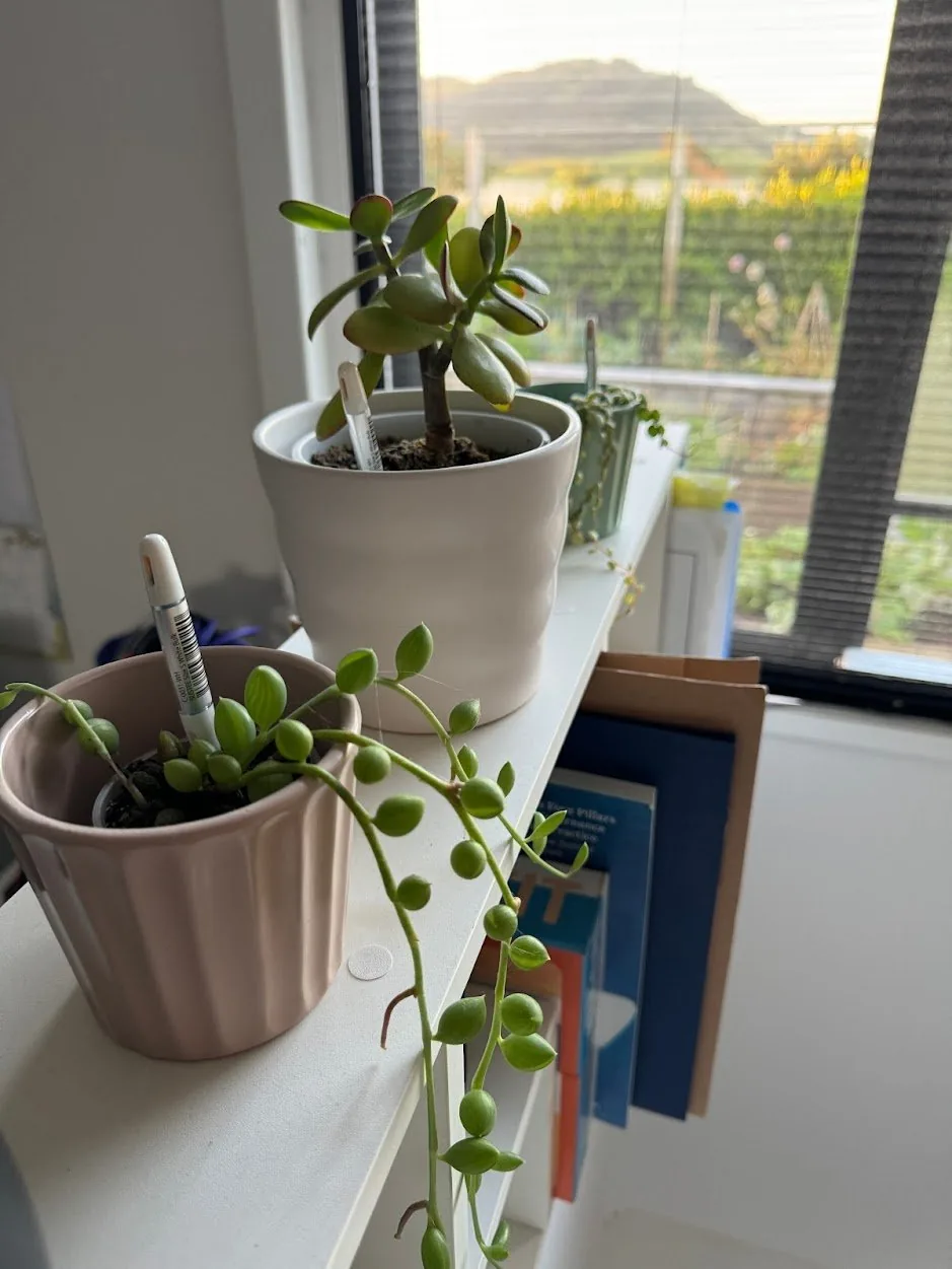 succulents on a shelf.JPG