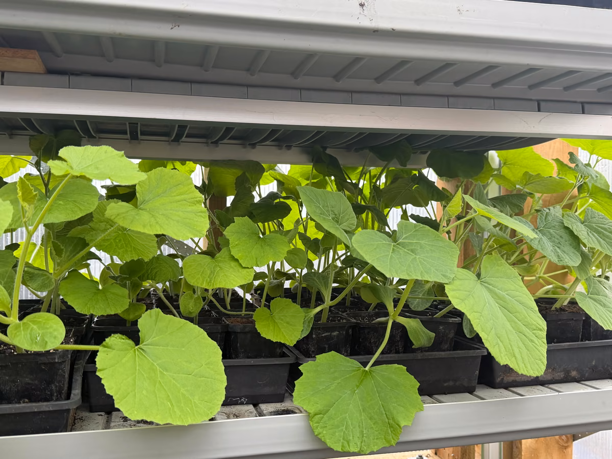 Pumpkin seedlings growing on flood tables in the greenhouse