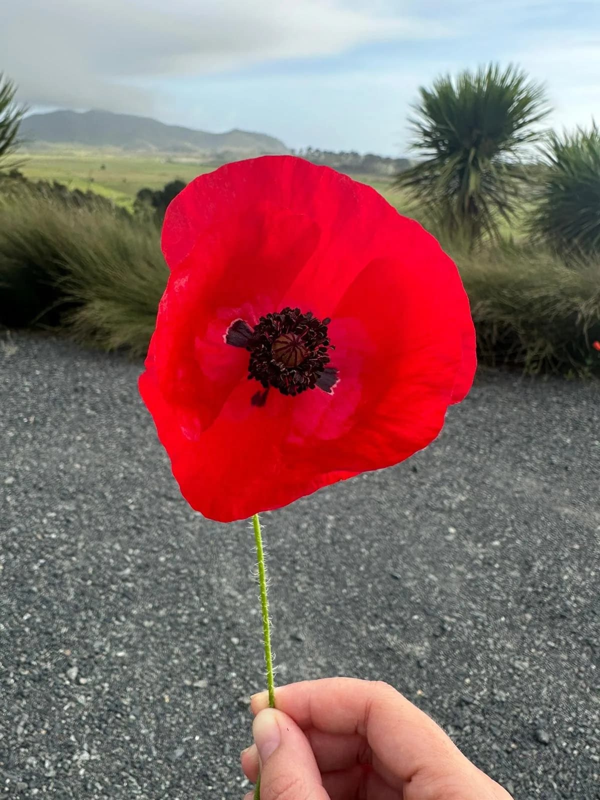 Slow Sundays: what happened when we took a break from weed spraying