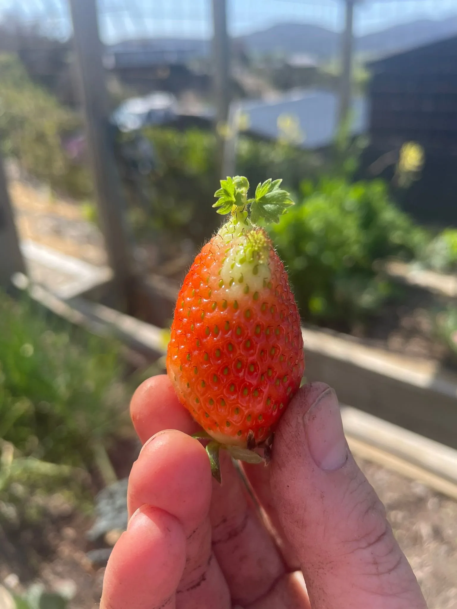 strawberry.jpg