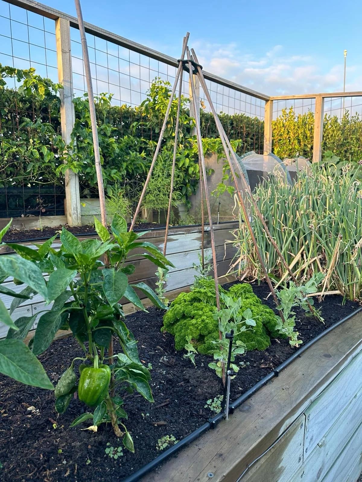 Summer garden: update sweet peas, capsicums and baby pumpkins