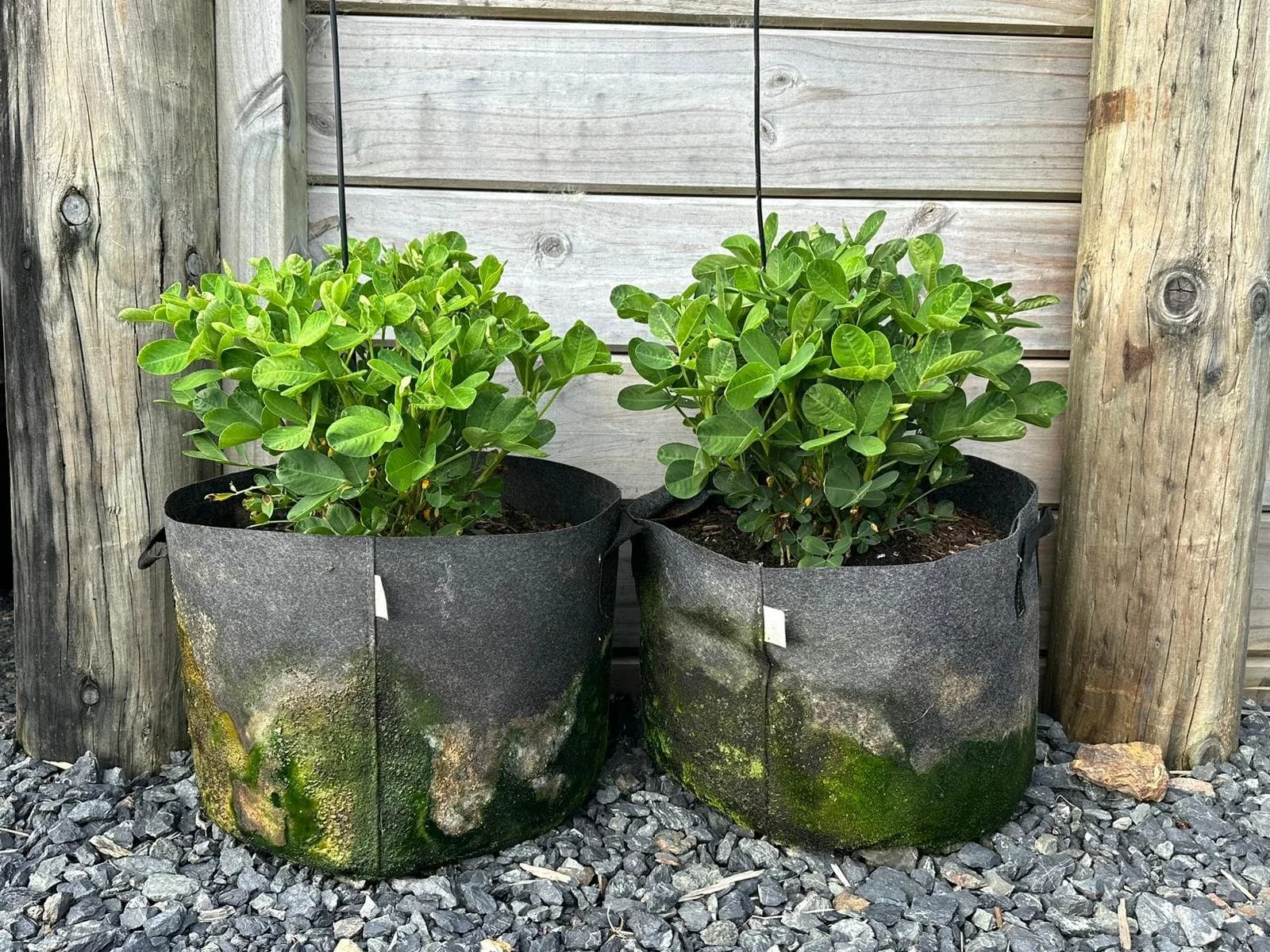 Create new growing spaces in minutes with these sustainable grow bags