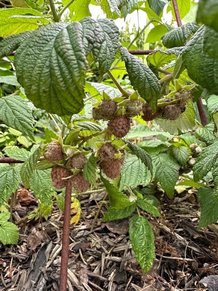 raspberries not ready.jpg