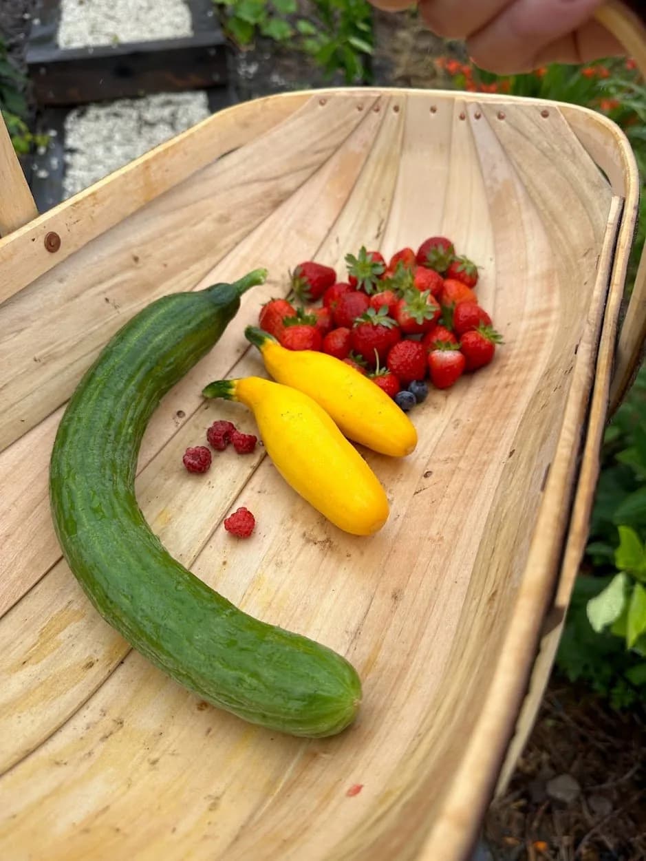 harvest.jpg