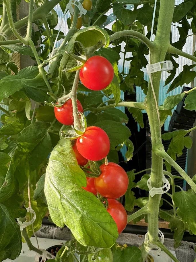 Tips to start growing your own food