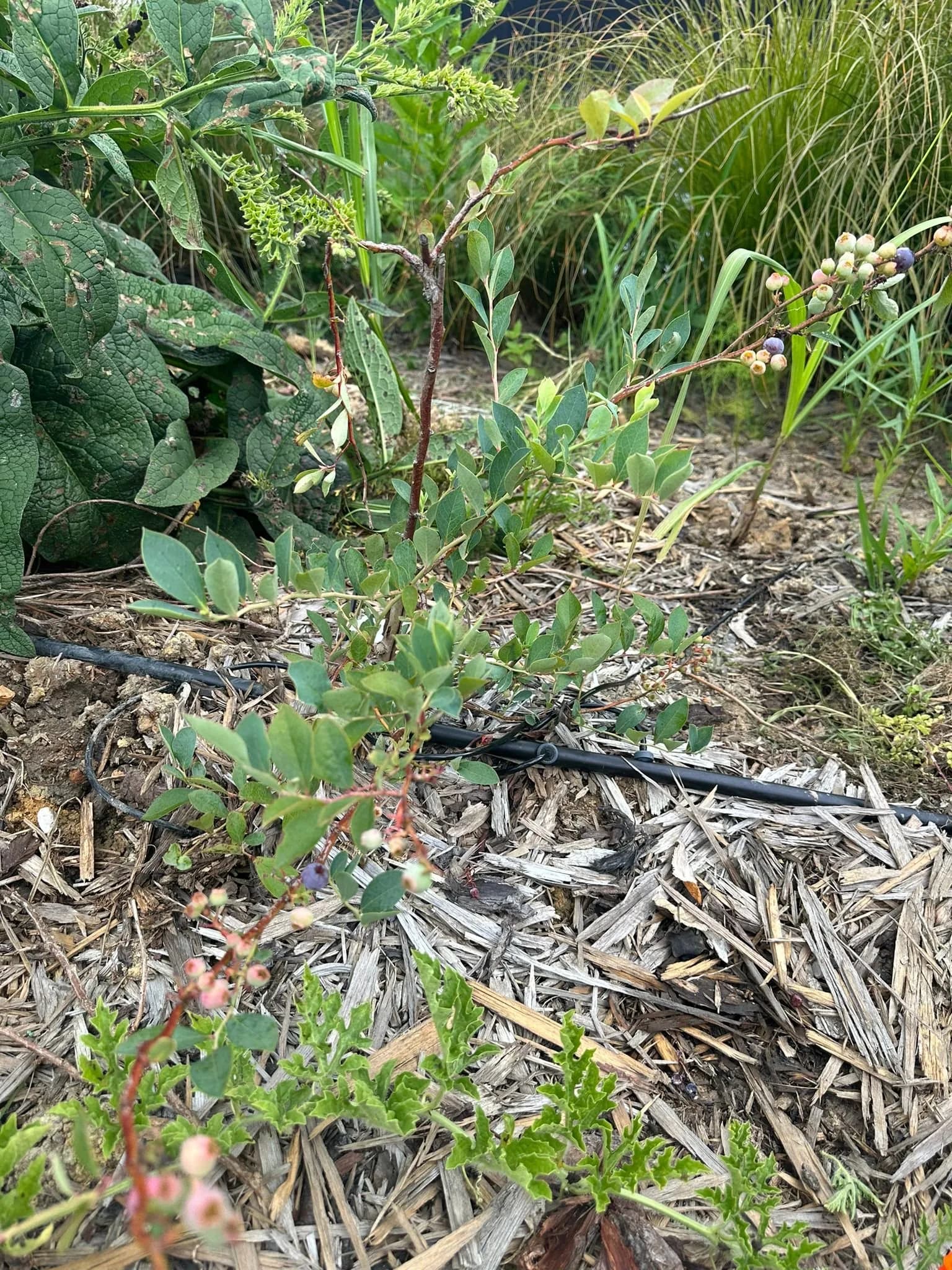 blueberries.jpg