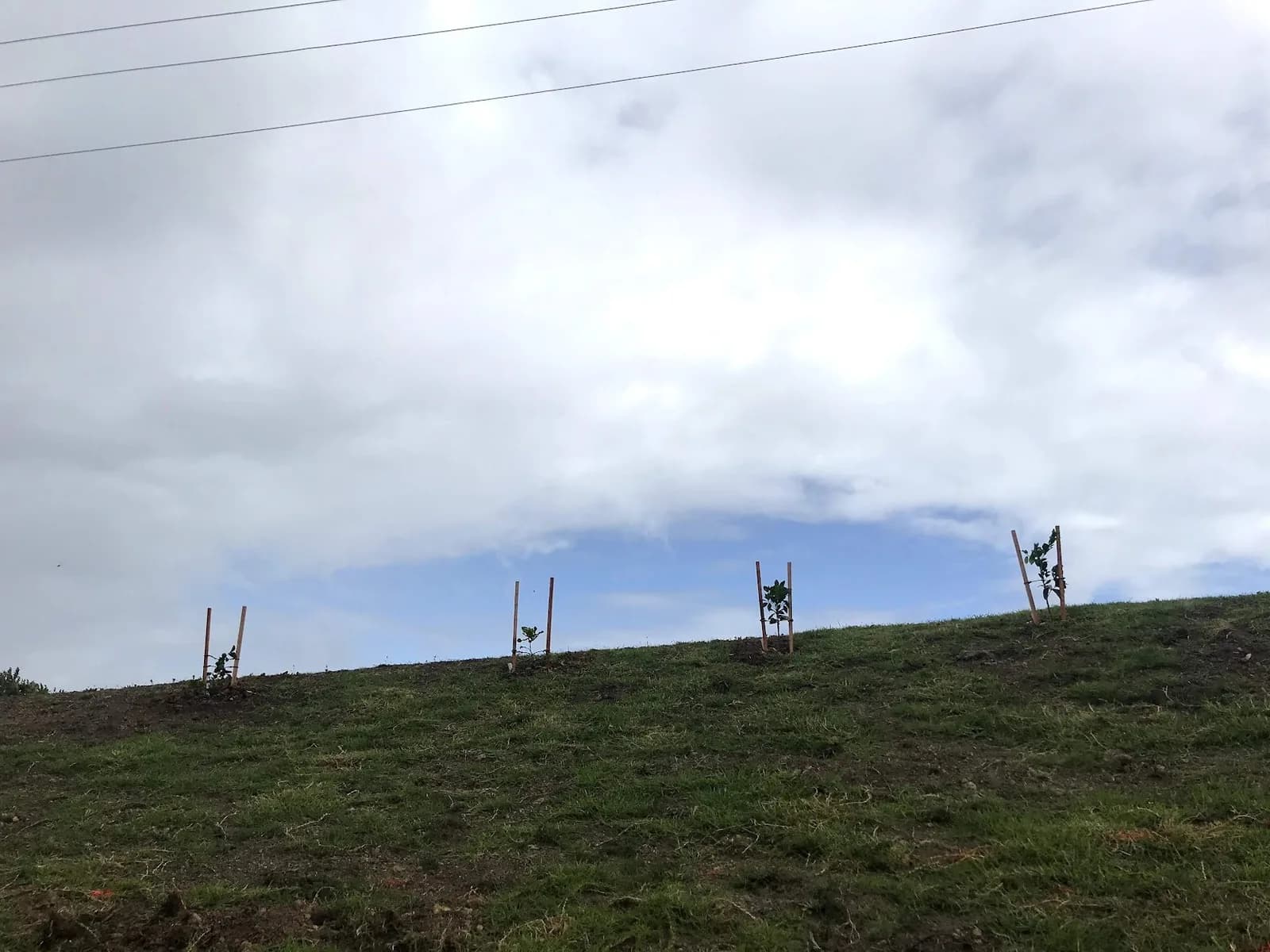 first fruit trees.jpg