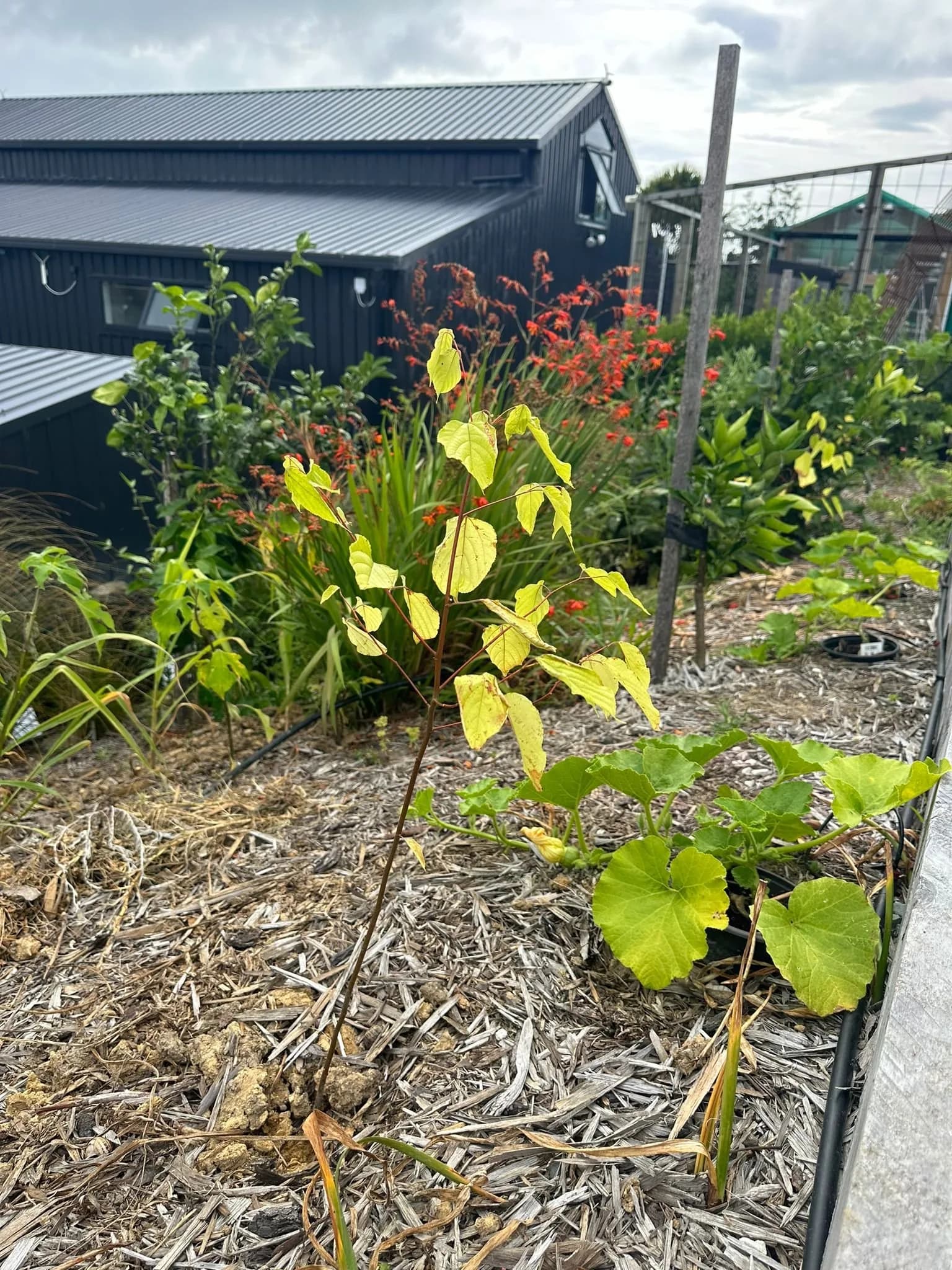 japanese raisin tree.jpg