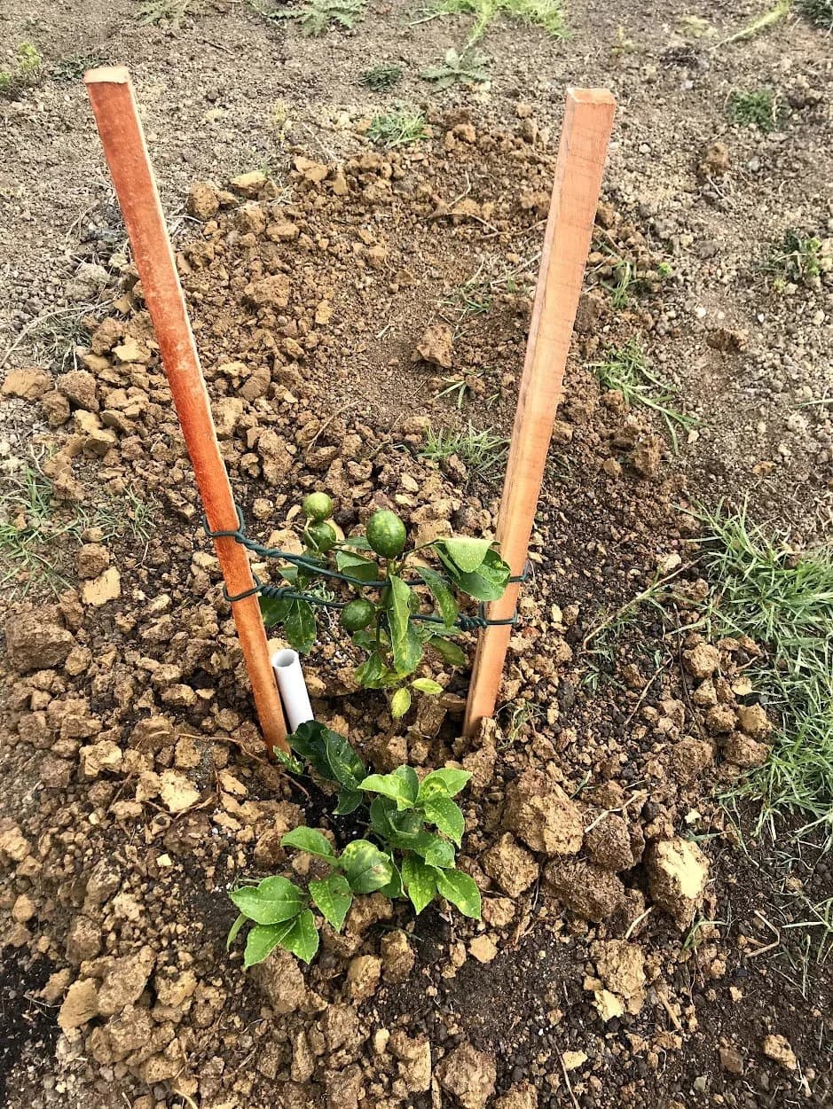 lime tree.jpg