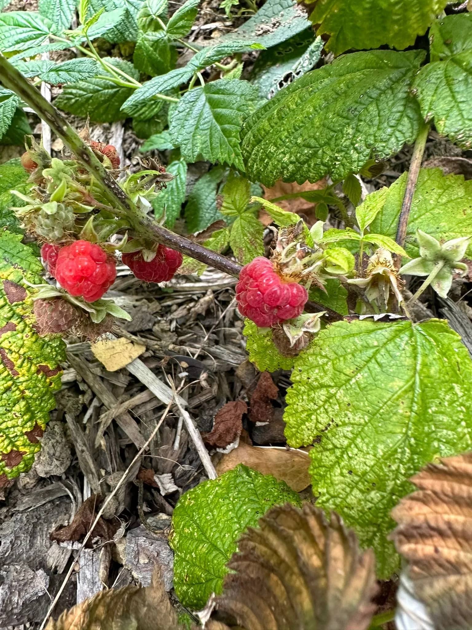 What we're planting in our syntropic garden this summer